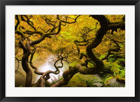 Framed Spring Japanese Maple Hanging Over A Pond Print