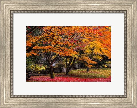 Framed Red Vine Maple In Full Autumn Glory Print