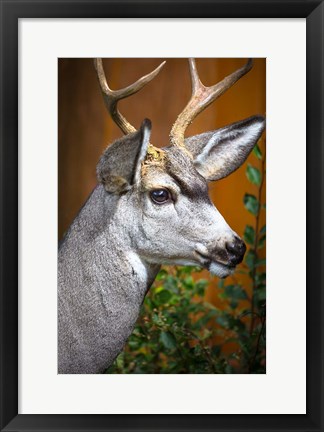 Framed Close-Up Of A Mule Deer Print