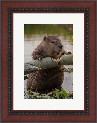 Framed North American Beaver Gnawing Through An Aspen Print