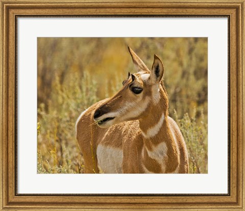 Framed Close-Up Of A Pronghorn Print