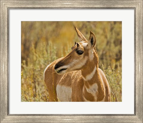 Framed Close-Up Of A Pronghorn Print