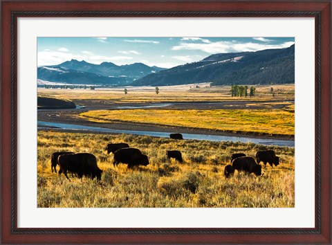 Framed Bison Herd Feeding, Lamar River Valley, Yellowstone National Park Print