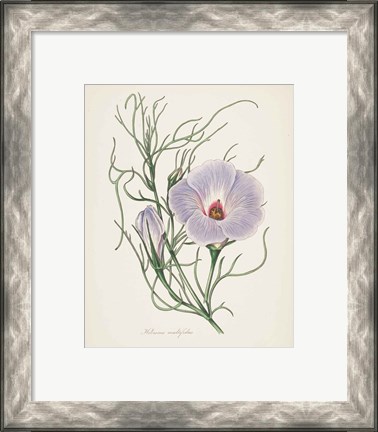 Framed Antique Botanical XXX Cream Print