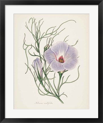 Framed Antique Botanical XXX Cream Print