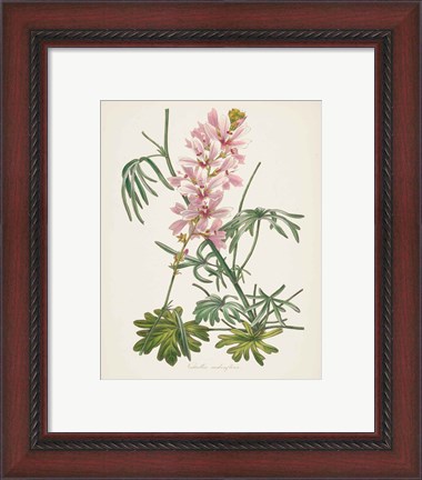 Framed Antique Botanical LVII Cream Print