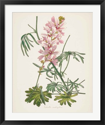 Framed Antique Botanical LVII Cream Print