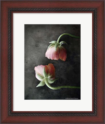 Framed Contemporary Floral Pink Ranunculus Print