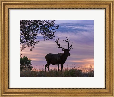 Framed Sunrise Bull Print