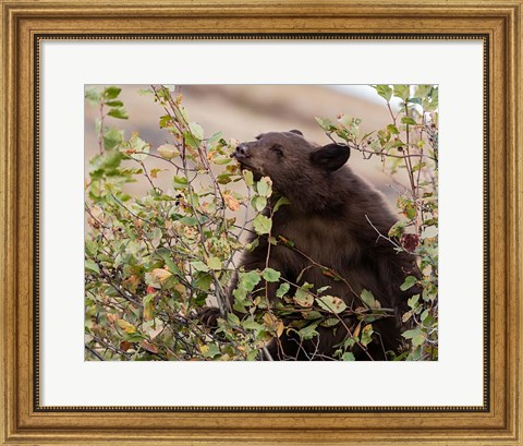 Framed Black Bear Print