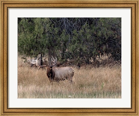 Framed Bull Elk in Montana V Print