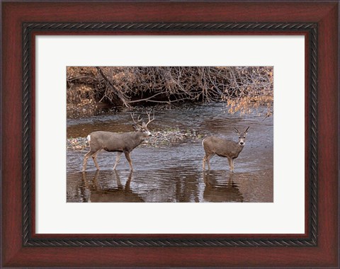 Framed Mule Deer Buck and Doe Print