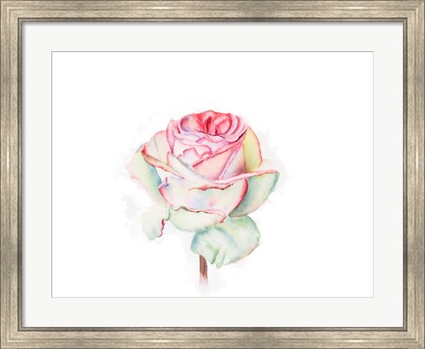 Framed Rose Print