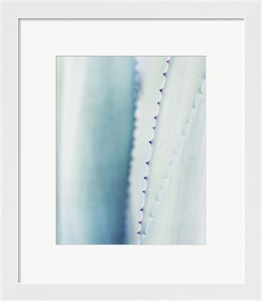 Framed Pale Blue Agave No. 2 Print