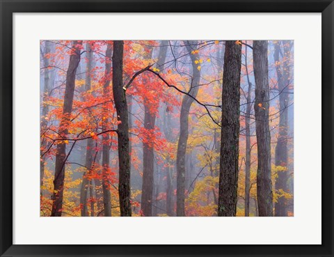 Framed Fire in the Fog Print