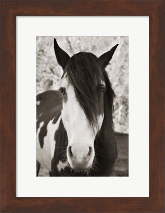 Framed Pale Eyed Stallion Print