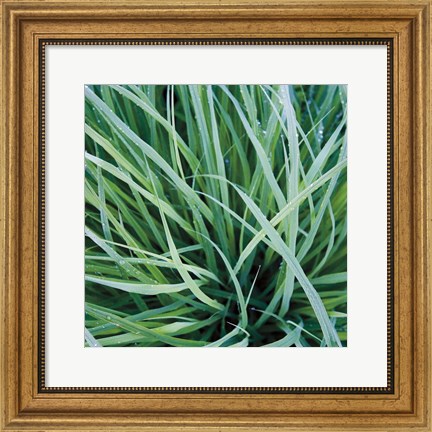 Framed Grass with Morning Dew Print