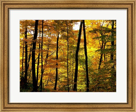 Framed Fall Colors Print