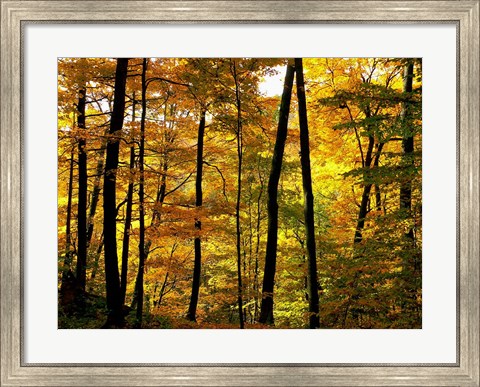 Framed Fall Colors Print