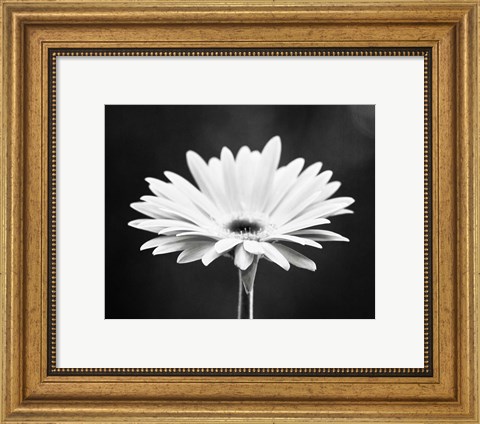 Framed Daisy Print