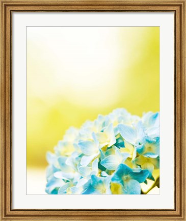 Framed Hydrangea Print