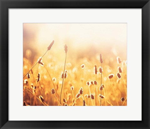 Framed Nothing Gold Can Stay Print