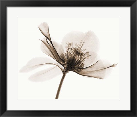 Framed Hellebore II Print