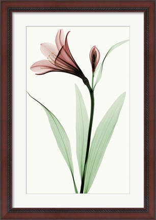 Framed Lily I Print