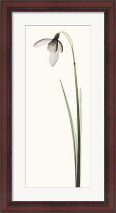 Framed Snowdrop I Print