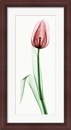 Framed Tulip II Print