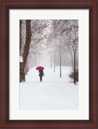 Framed Winter Rose Print