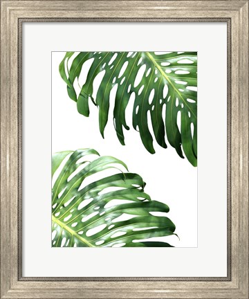 Framed Double Philodendron (color) Print