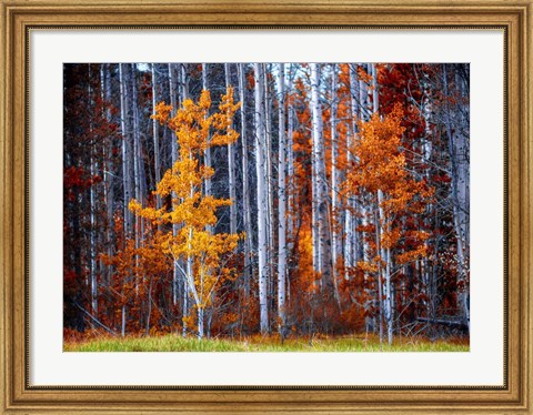 Framed Autumn Birches Print