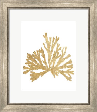 Framed Pacific Sea Mosses IV Gold Print