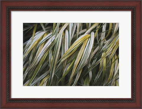 Framed Leafy III Print