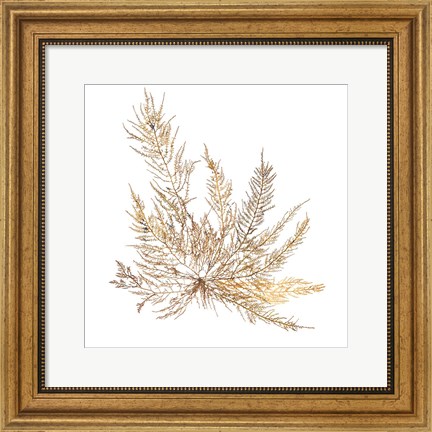 Framed Pacific Sea Mosses XII White Sq Print