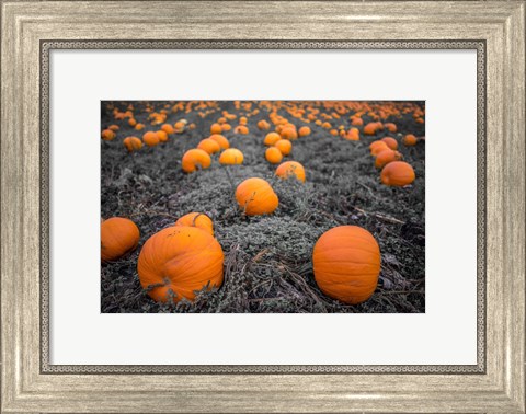 Framed Sea of Pumpkins Print