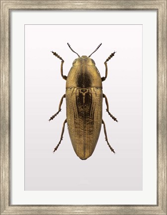 Framed Beetle 4 Print