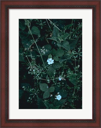 Framed Greenery Print