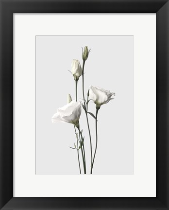 Framed Lisianthus White Print