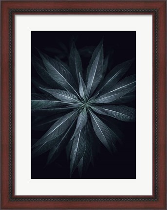 Framed Star Flower Print