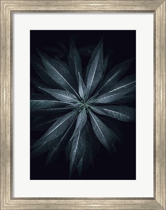 Framed Star Flower Print