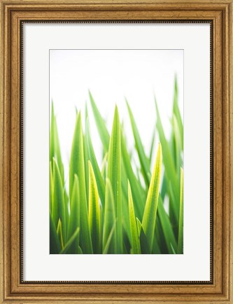 Framed Blades of Green No. 2 Print