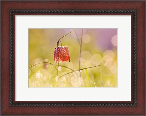 Framed Fairy World I Print