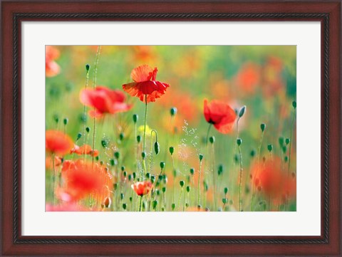 Framed United Colors of Summer Print