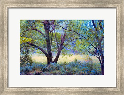 Framed Forgotten Day Dreams Print