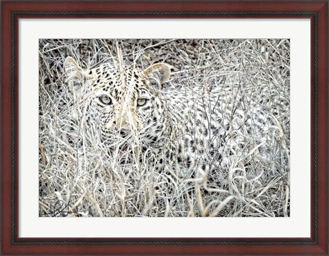 Framed Leopard Print