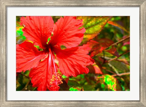 Framed Red Hibiscus Print