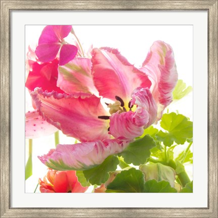 Framed Parrot Tulip One Print