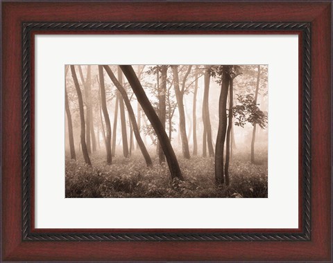 Framed Reticent Woods Print